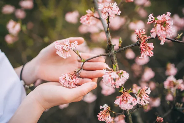 Flor Árbol Manos Mujer Árbol Flores Con Flores Tiernas Concepto —  Fotos de Stock