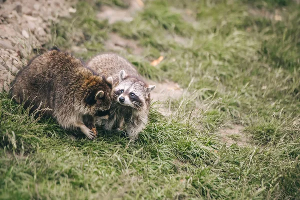 Zwei Dachse Liegen Gras Dachs Meles Schmilzt — Stockfoto