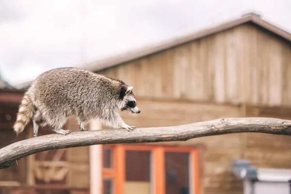 Europäischer Dachs Mit Holzhaus Hintergrund Nahaufnahme — Stockfoto