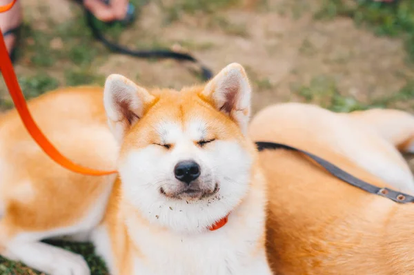 Portrait Gros Plan Une Race Chiens Japonais Akita Inu Aux — Photo