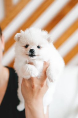 Bir adam Spitz 'in köpeğini elinde tutuyor. Evcil hayvanlara sevgi ve ilgi.