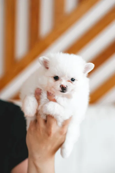 Sahibi Pomeranian Spitz Köpeğini Elinde Tutuyor Yakın Görünüm — Stok fotoğraf