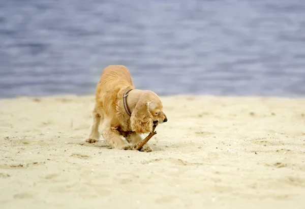 Il cocker-spaniel — Foto Stock