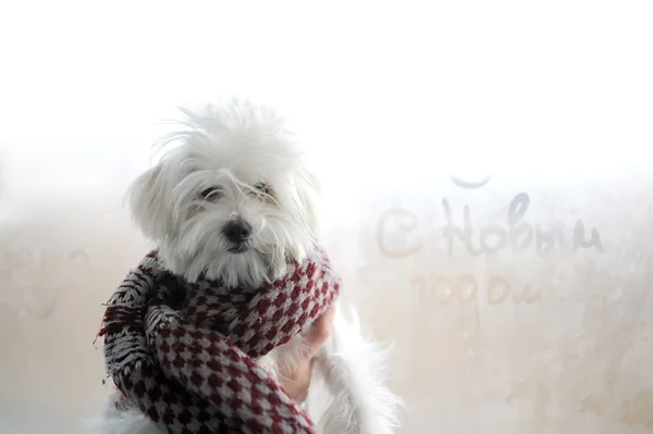 Beyaz tüylü bir köpek