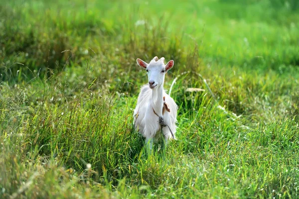 La chèvre est pâturée sur une prairie verte — Photo
