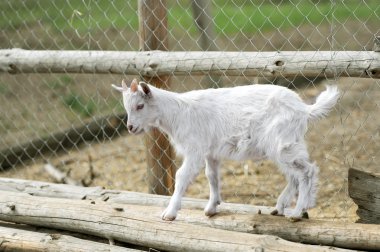 bir çiftlikte keçi