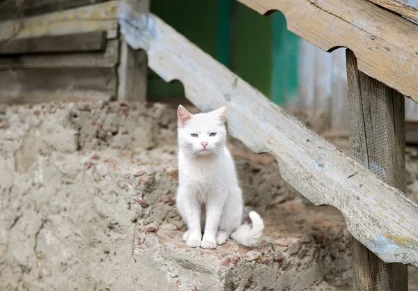 Gato en el pueblo — Foto de Stock