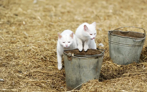 Gato en el pueblo — Foto de Stock