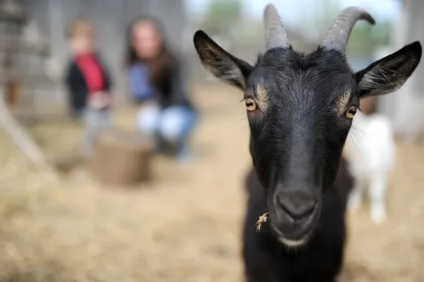 Chèvres dans une ferme — Photo