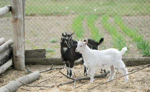 Ziegen auf einem Bauernhof — Stockfoto