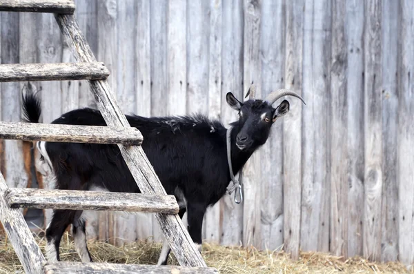 Geiten op de boerderij — Stockfoto