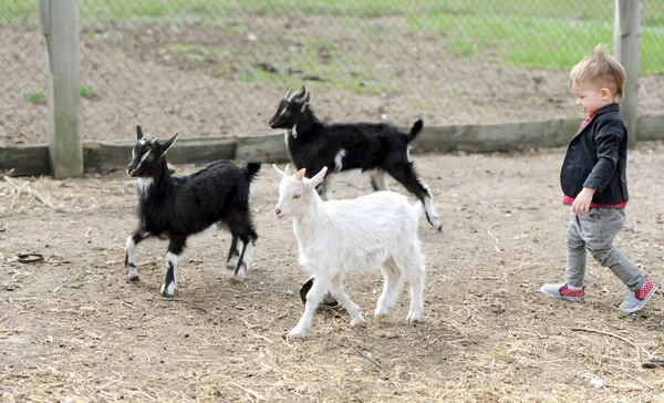 Criança e cabras — Fotografia de Stock