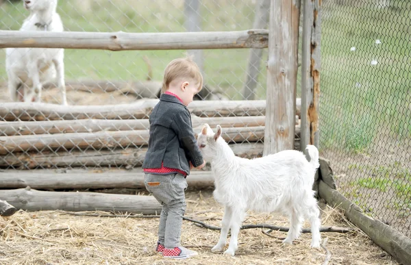 Kid en geiten — Stockfoto