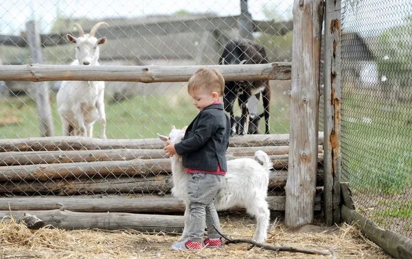 Niños y cabras —  Fotos de Stock