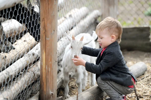 Kid en geiten — Stockfoto