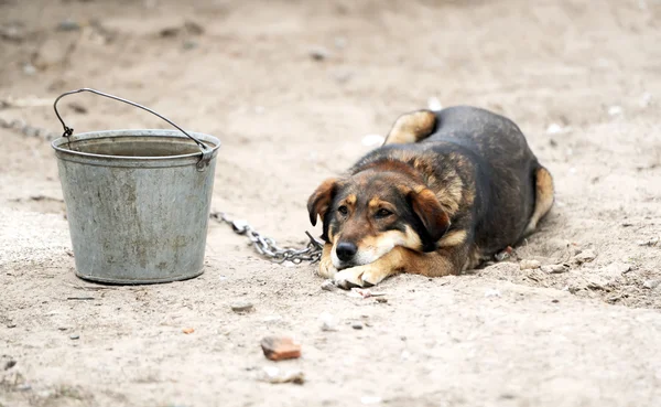 köpek ve kova