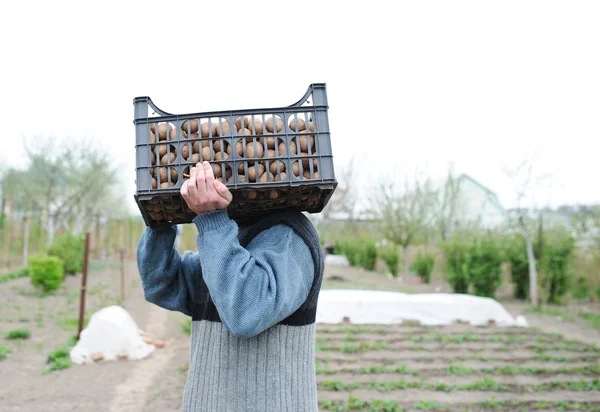 Mens beren aardappelen tas — Stockfoto