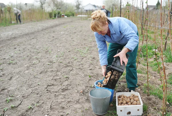 De vrouw seet aardappelen — Stockfoto