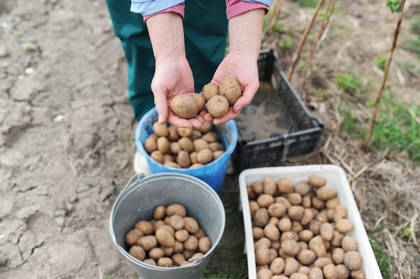 Batata — Fotografia de Stock