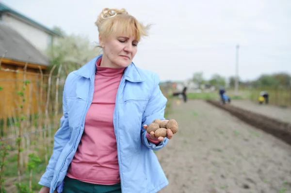 Женщина сажает картошку. — стоковое фото
