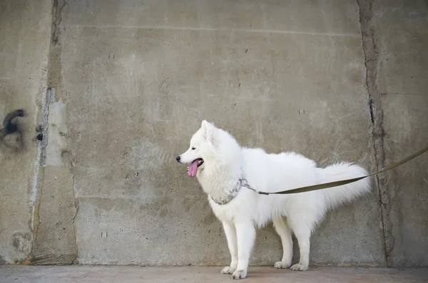 Dog - the Siberian Samoyed — Stock Photo, Image