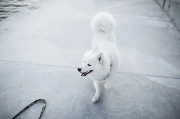 Cão - o siberiano Samoyed — Fotografia de Stock