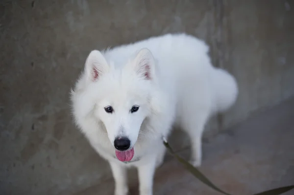 Perro - el Samoyedo siberiano — Foto de Stock