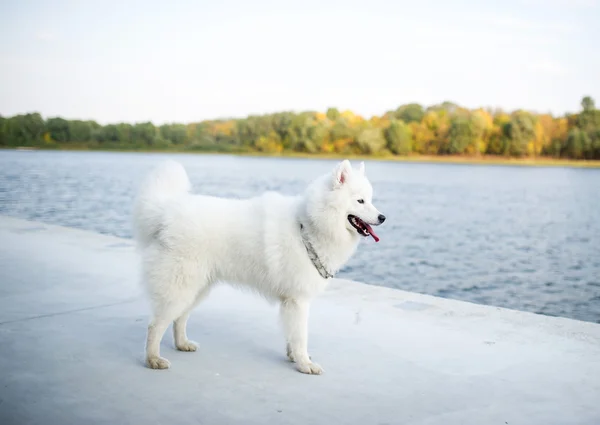 The white Siberian Samoyed poses on the river bank — Stock Photo, Image