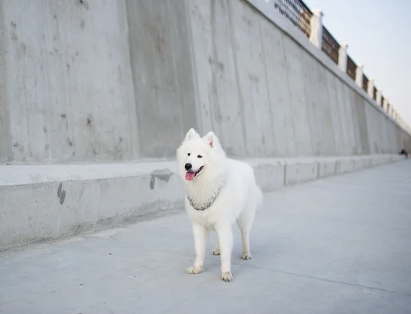 El Samoyedo siberiano blanco — Foto de Stock