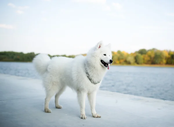 Les poses blanches de Samoyed de Sibérie sur la rive du fleuve — Photo