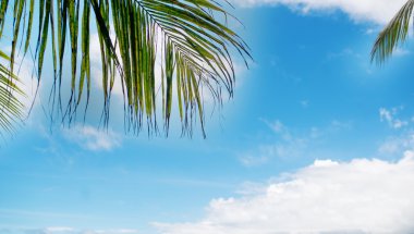 Hindistan cevizi hurma ağaçları ile tropikal arka plan