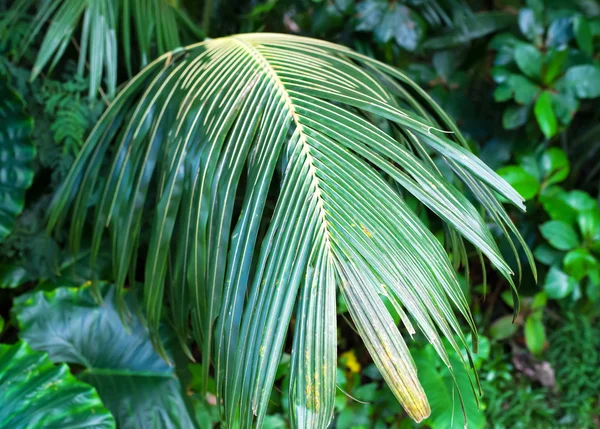 Folha de palmeira verde — Fotografia de Stock