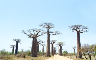 Baobab Alley - Madagaskar
