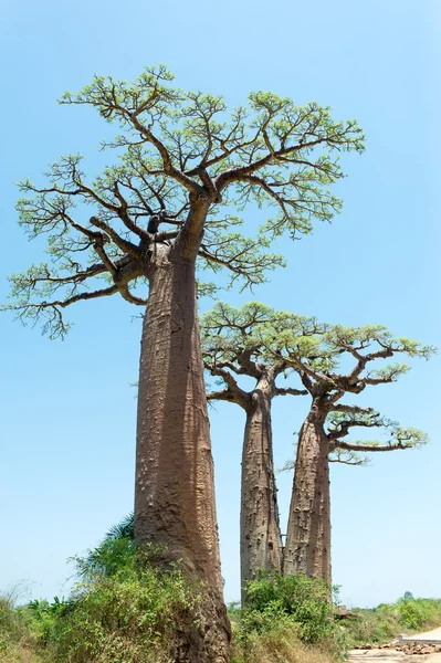 Baobab Allee - Madagaskar — Stockfoto