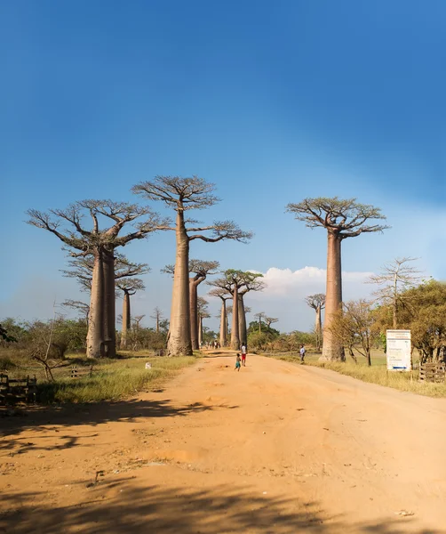 Baobab Alley - Madagaskar — Stock fotografie