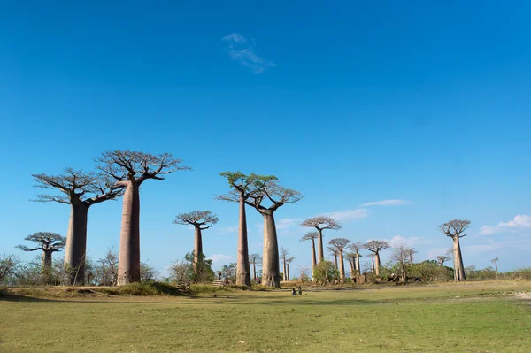 Baobab Alley - Madagaskar — Stock fotografie