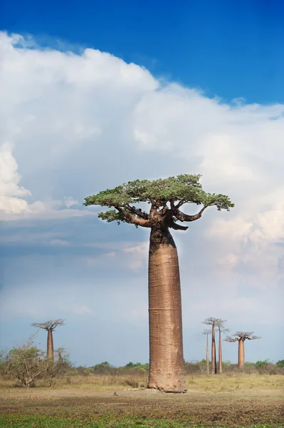 Baobab Alley - Madagaskar — Stock fotografie