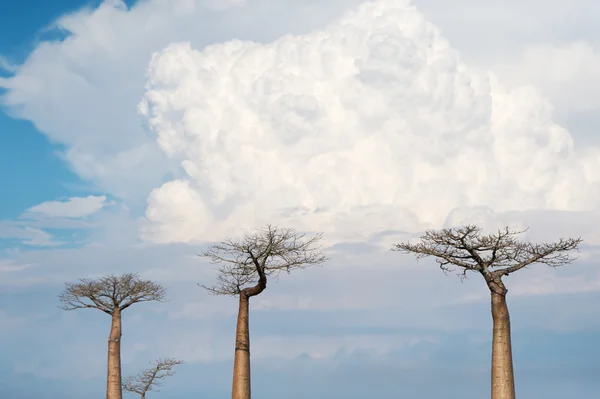 Baobab Alley - Madagaskar — Stock fotografie