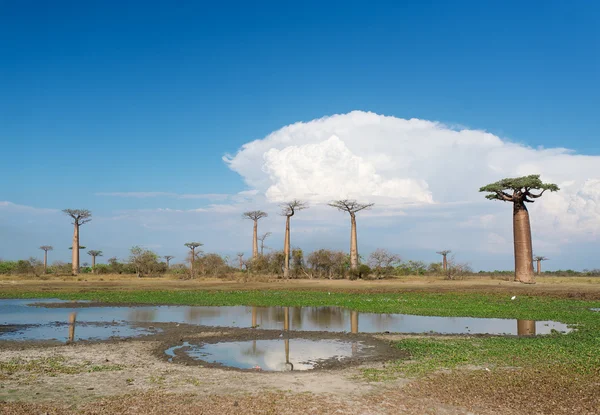 Baobab Alley - Madagaskar — Stock fotografie