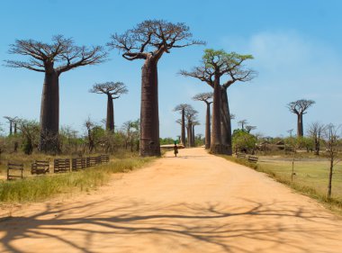 Baobabs Caddesi