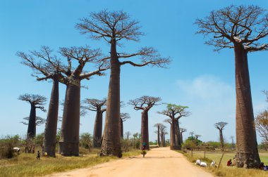 Baobabs Caddesi