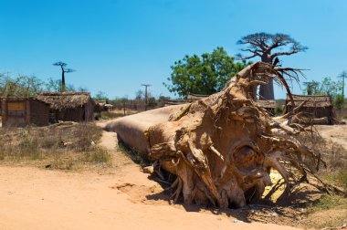 köklü-out baobab