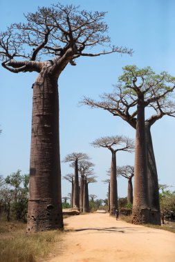 Baobabs Caddesi