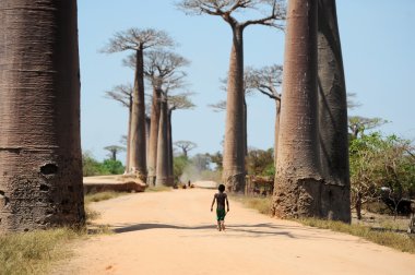 Baobabs Caddesi