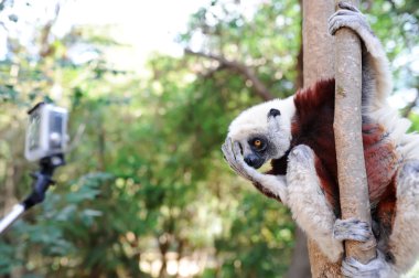 Madagaskar Maki