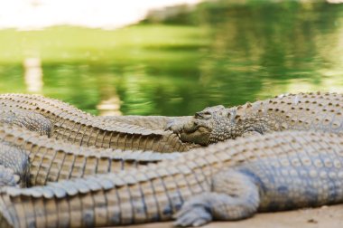 Madagaskar büyük timsahlar