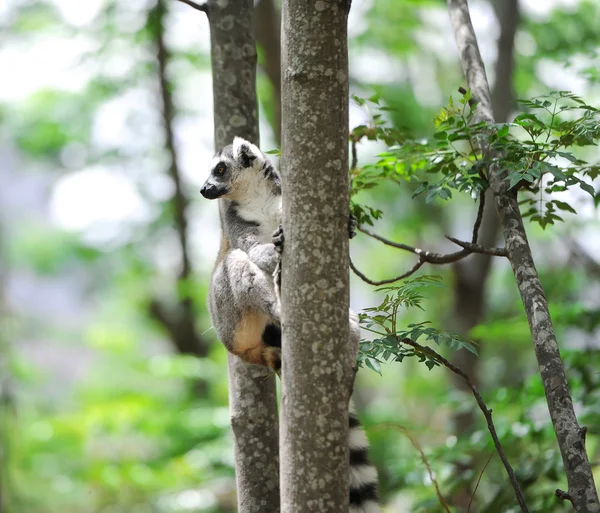 ワオキツネザル。Lemur catta. — ストック写真