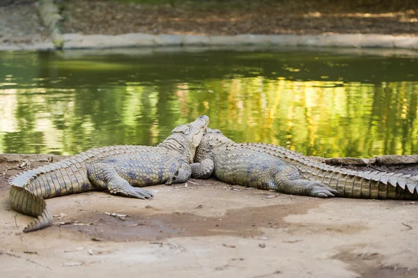 Stora krokodiler i Madagaskar — Stockfoto