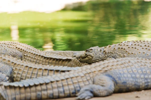 Madagaskar büyük timsahlar