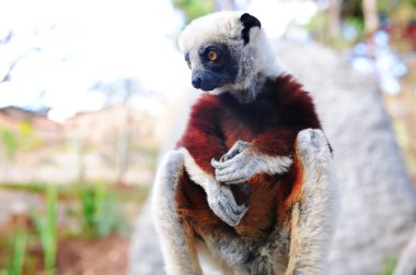 Madagaskar Maki